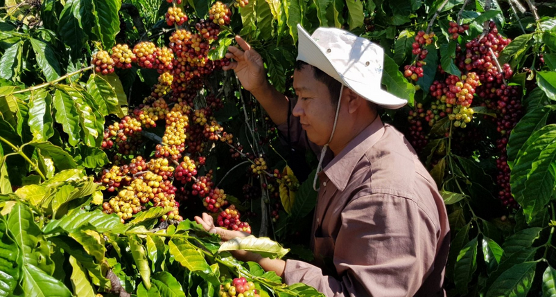 a coffee picker working around coffee plants