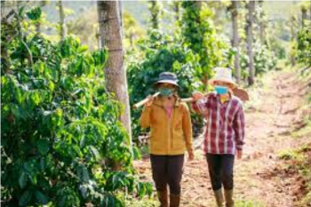 coffee-farmers-on-a-plantation