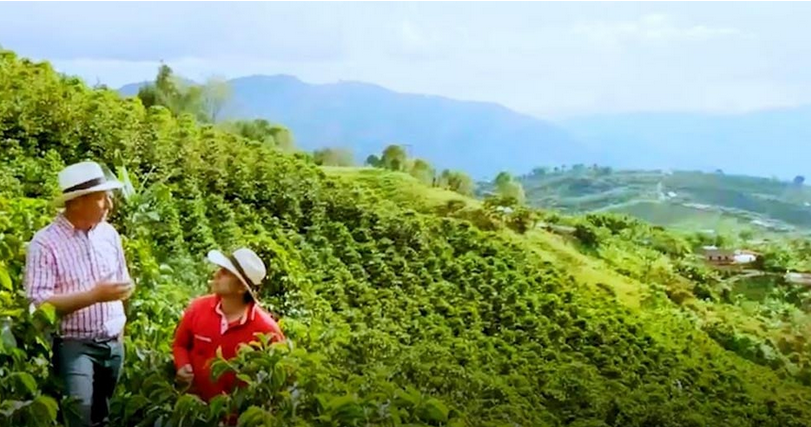 farmers on an organic coffee plantation
