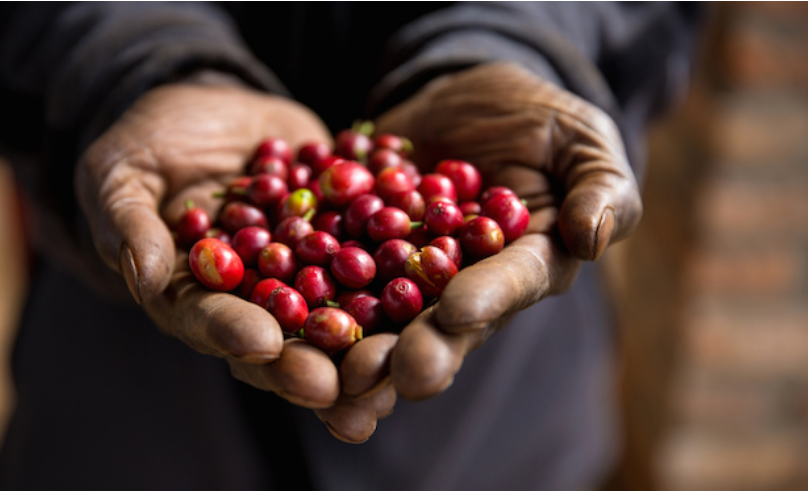 farmer holding green coffee beans