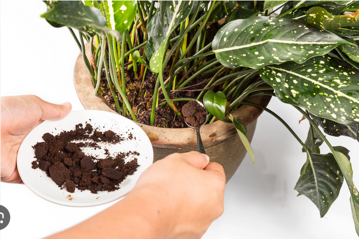 putting coffee grounds on a plant as fertilizer